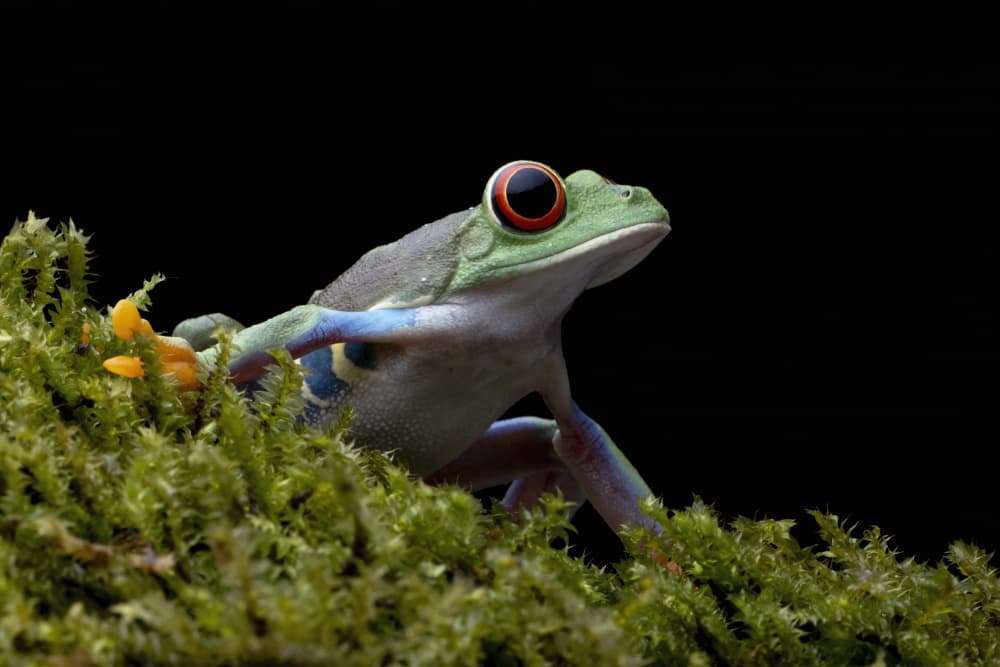 Vibrant Red Eyed Treefrog by Kurit Afsheen — canvas wall art