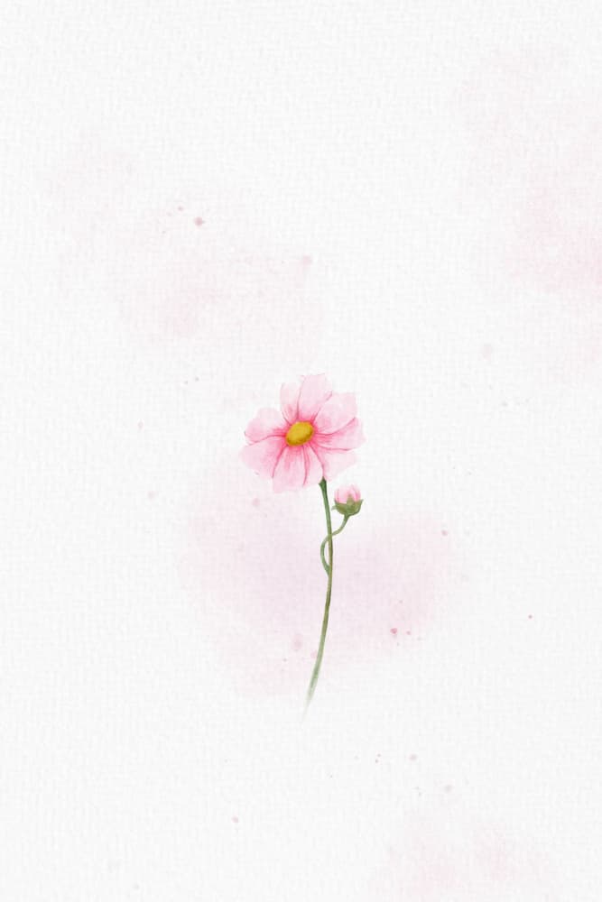 Delicate Pink Cosmos by Xuan Thai — canvas wall art