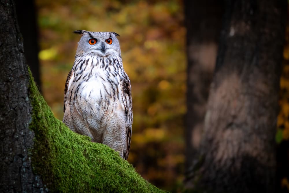 Majestic Forest Owl by Dr. Zahi Ben-Aroya — canvas wall art