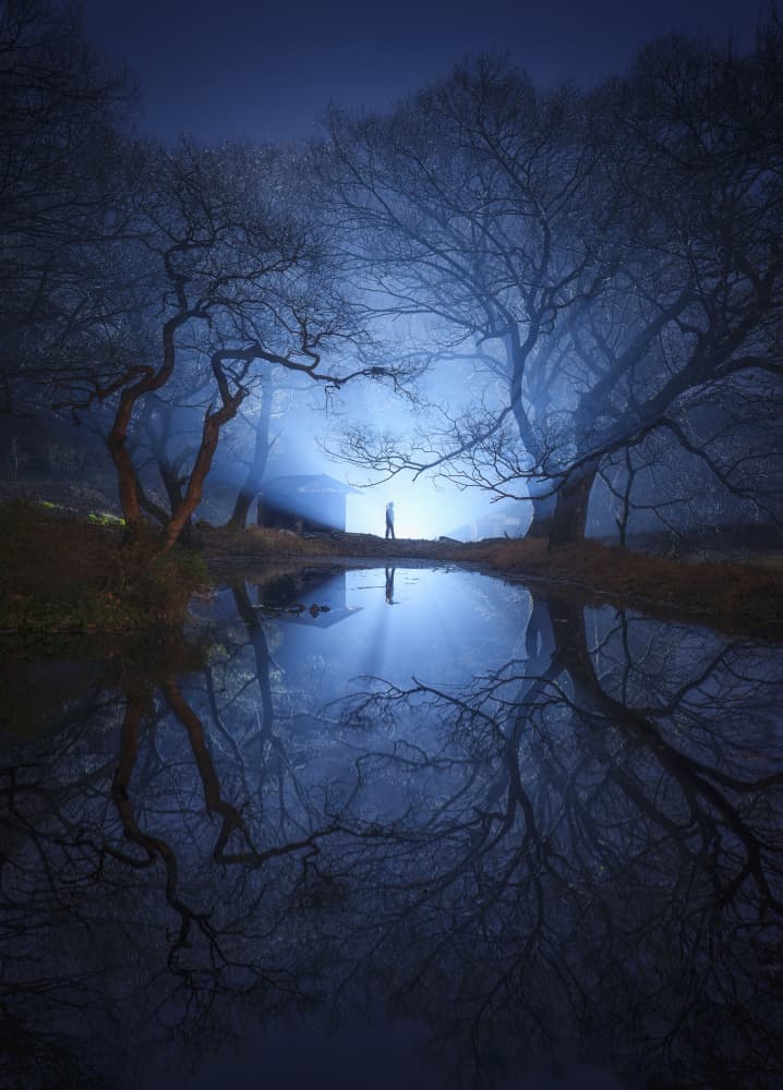 Mysterious Forest Light by Tiger Seo — canvas wall art