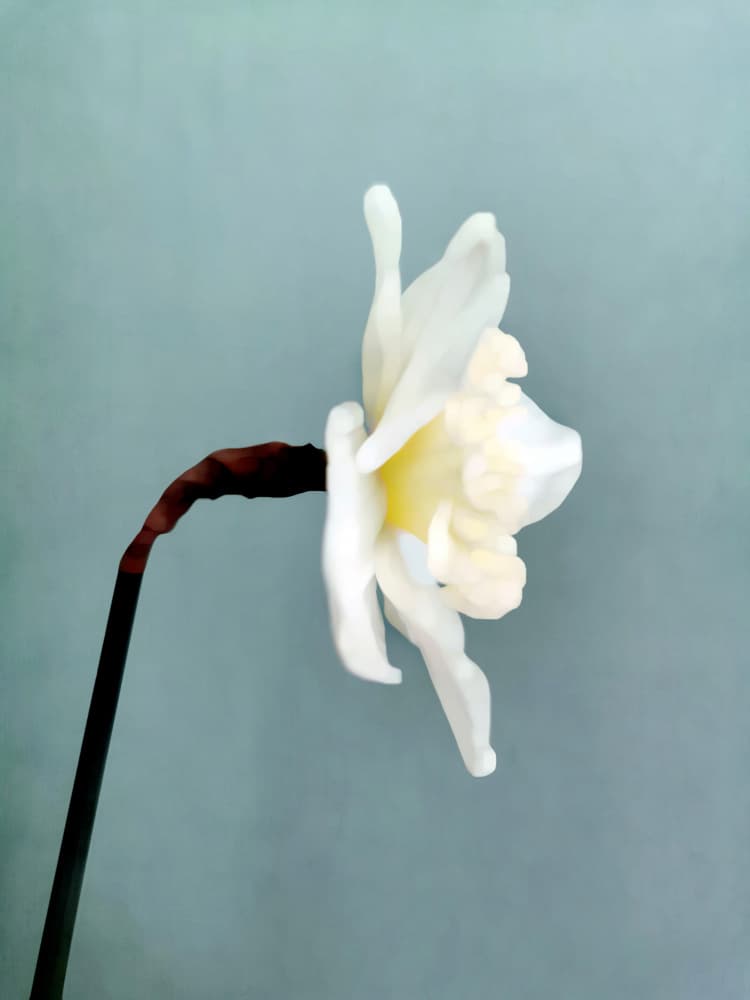 Soft White Daffodil by Angelo Cerantola — canvas wall art