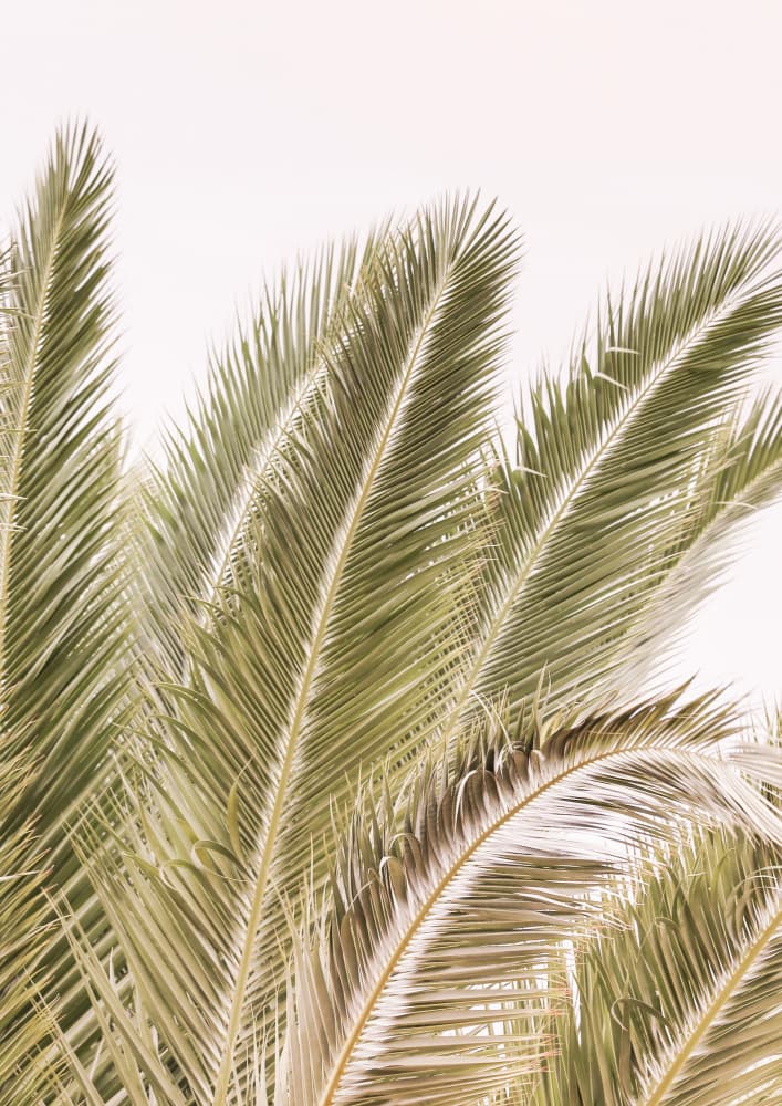 Fronds in the Breeze by Shot by Clint — canvas wall art