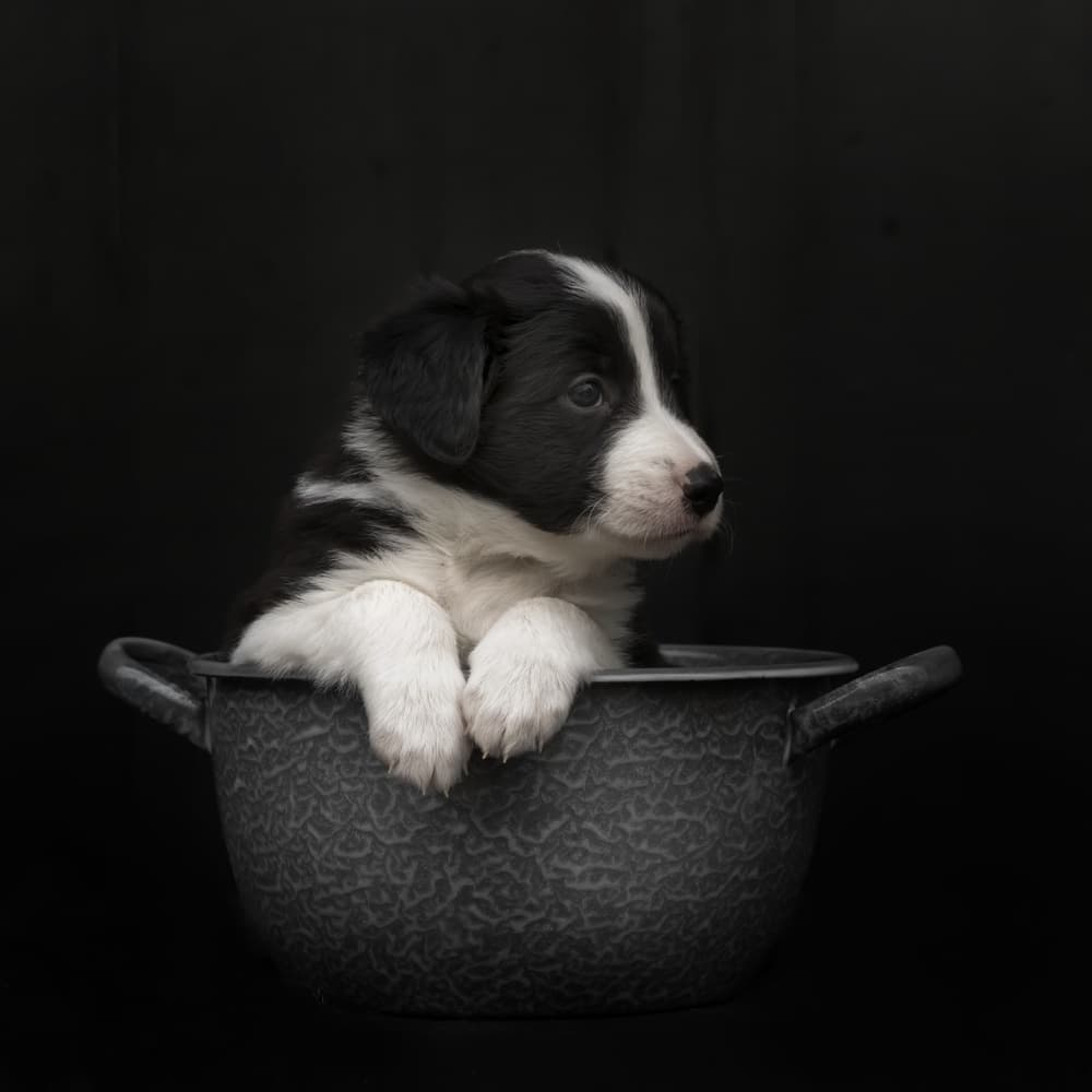 Cute Puppy In Pot by Gert van den Bosch — canvas wall art