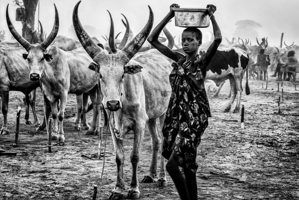 Tribal Girl with Cattle by Joxe Inazio Kuesta Garmendia — canvas wall art