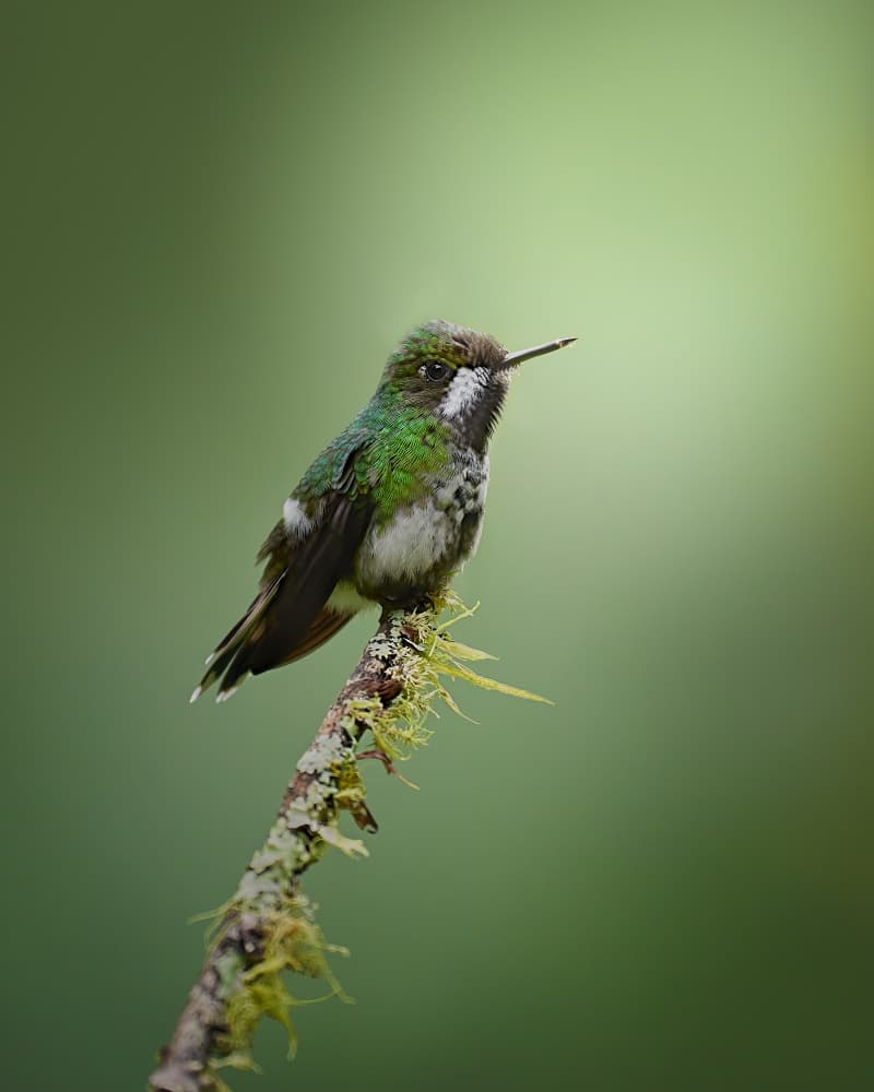 Tranquil Green Hummingbird by Lisandro PEREZ — canvas wall art