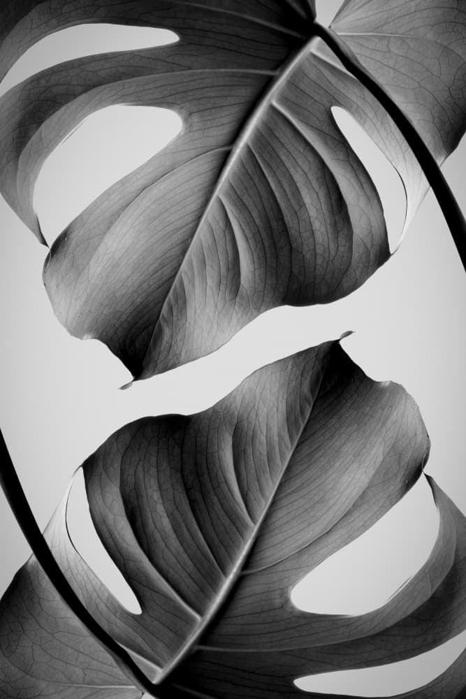 Tropical Monstera Forms by Pictufy Studio III — canvas wall art