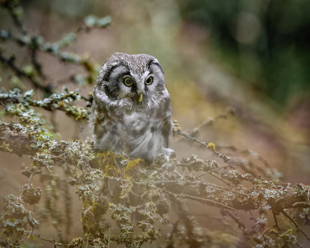 Curious Forest Owl by Michaela Firešová — canvas wall art
