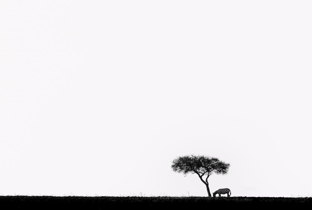 A Lone Zebra and Tree by Wenjin Yu — canvas wall art