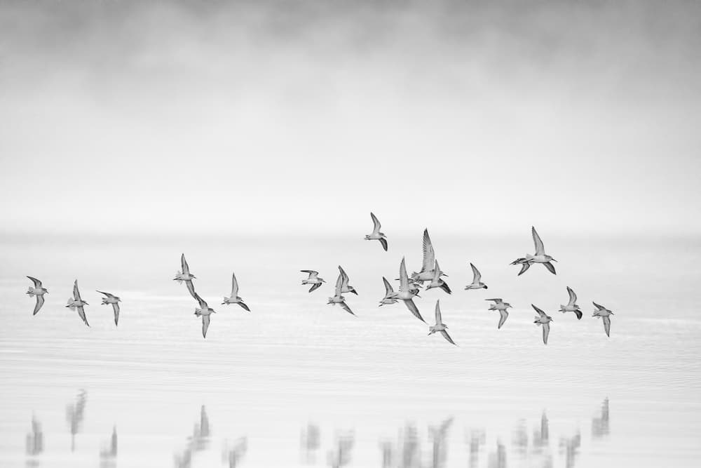 Birds Over Water by John Fan — canvas wall art