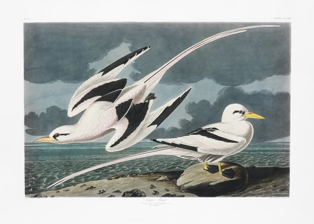 Tropic Bird From Birds of America (1827) by John James Audubon — canvas wall art