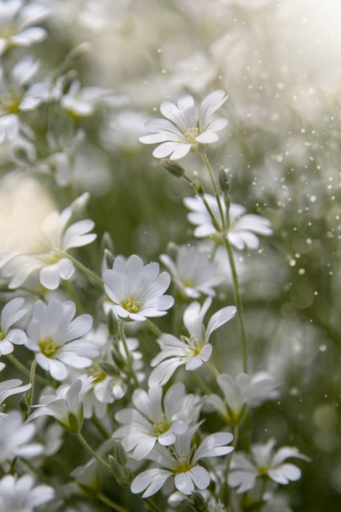 Delicate White Blooms by Cicek Kiral — canvas wall art