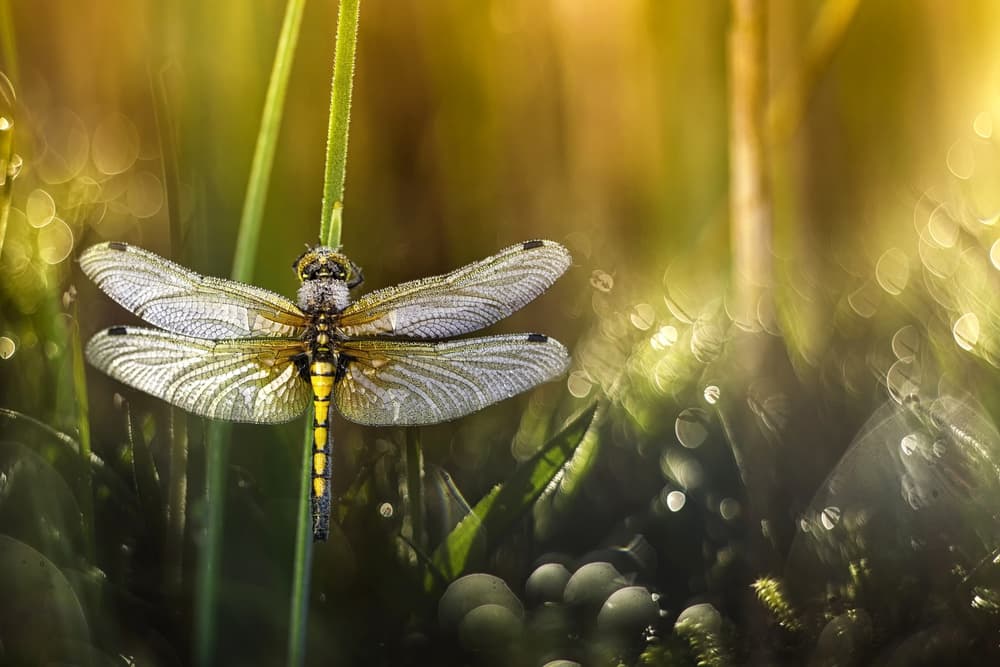 Delicate Morning Dragonfly by Wil Mijer — canvas wall art
