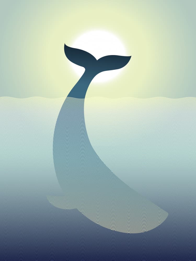Whale Tail Sunlight Ocean by Angelo Cerantola — canvas wall art