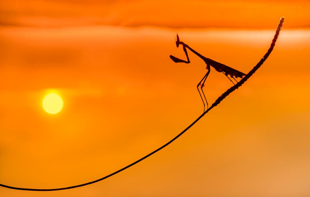 Praying Mantis Sunset Silhouette by Ibrahim Canakci — canvas wall art
