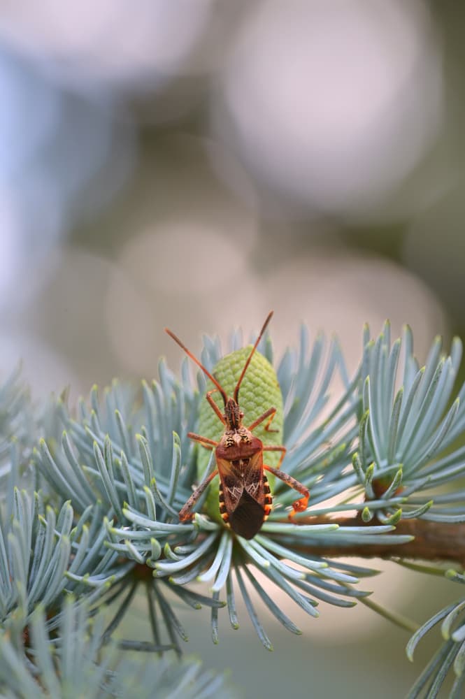 Conifer Bug Close-up by Drago Vogrinec — canvas wall art