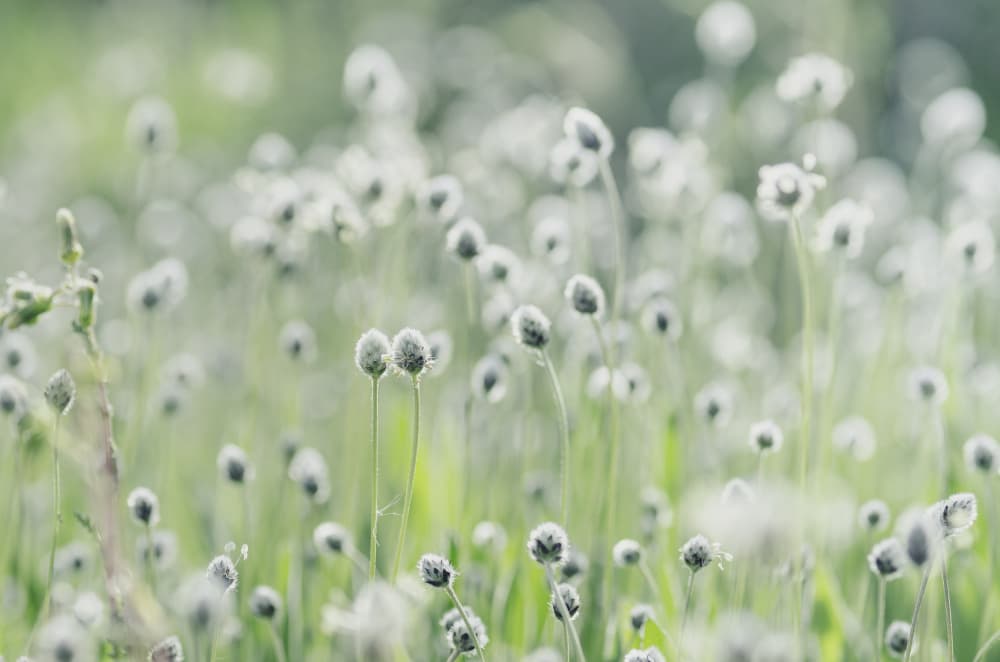 Soft White Meadow by Javier Pardina — canvas wall art