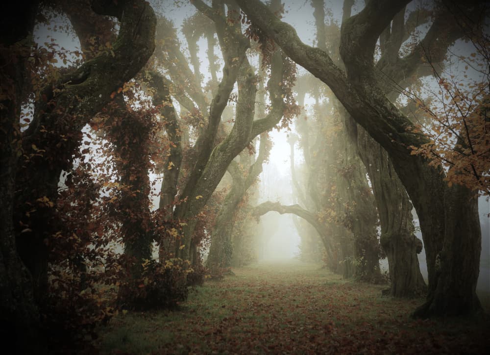 Misty Autumn Archway by Irma Warth — canvas wall art