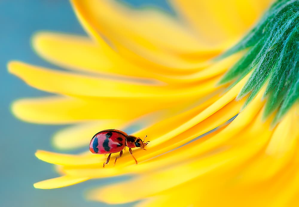 Golden Petal Ladybug by Rooswandy Juniawan — canvas wall art