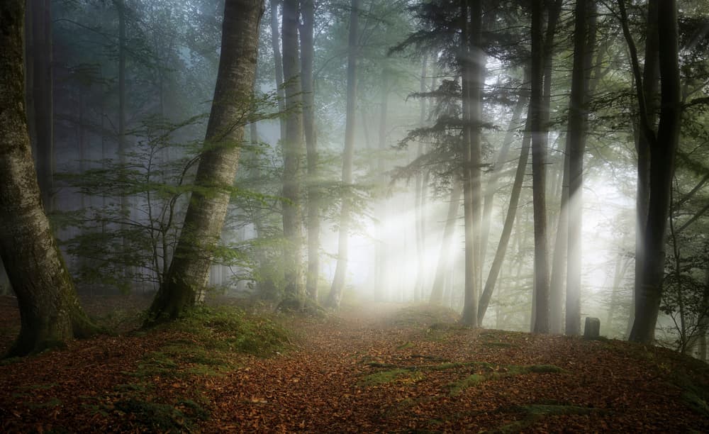 Sunlit Misty Forest by Norbert Maier — canvas wall art