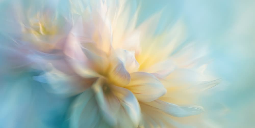 Ethereal Pastel Dahlia by Treechild — canvas wall art