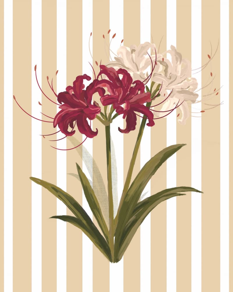 Elegant Spider Lilies by Josie George — canvas wall art