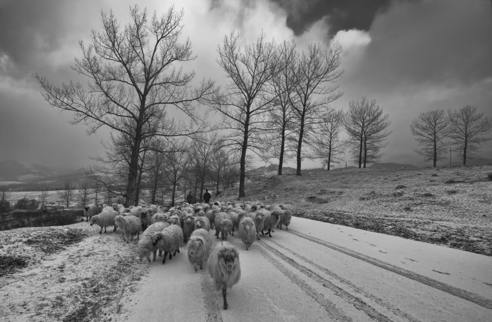 Sheep Walking In Snow by Julien Oncete — canvas wall art