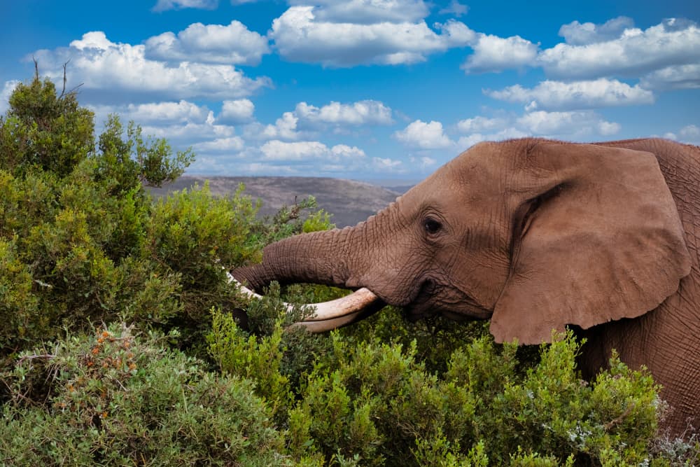 African Elephant Foraging by Dan Edwards — canvas wall art