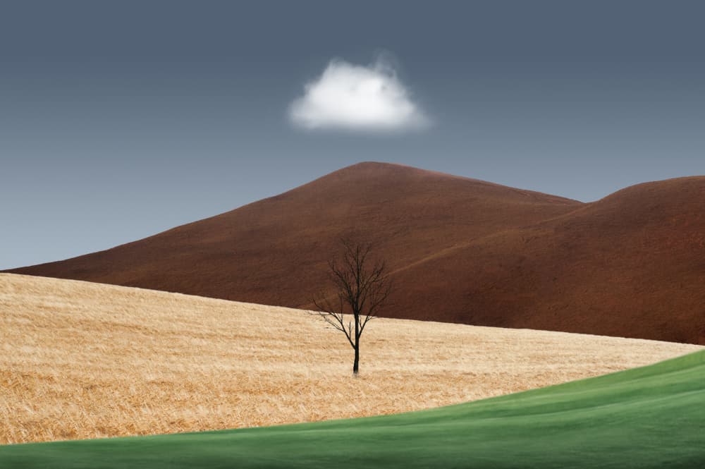 Solitary Tree Minimalist Landscape by cvv — canvas wall art
