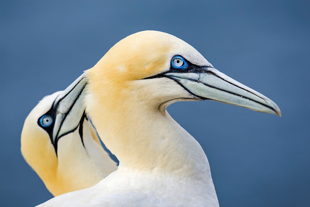 Blue Eyed Gannets by Mario Suárez — canvas wall art