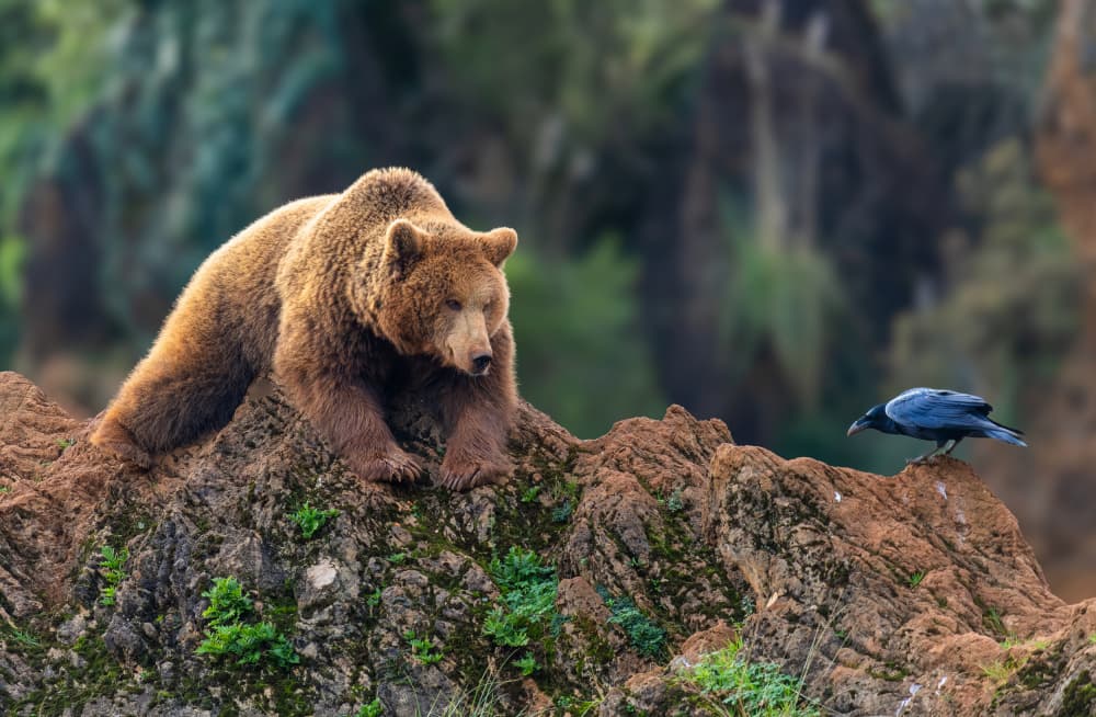 Brown Bear and Raven by Juan I. Cuadrado — canvas wall art