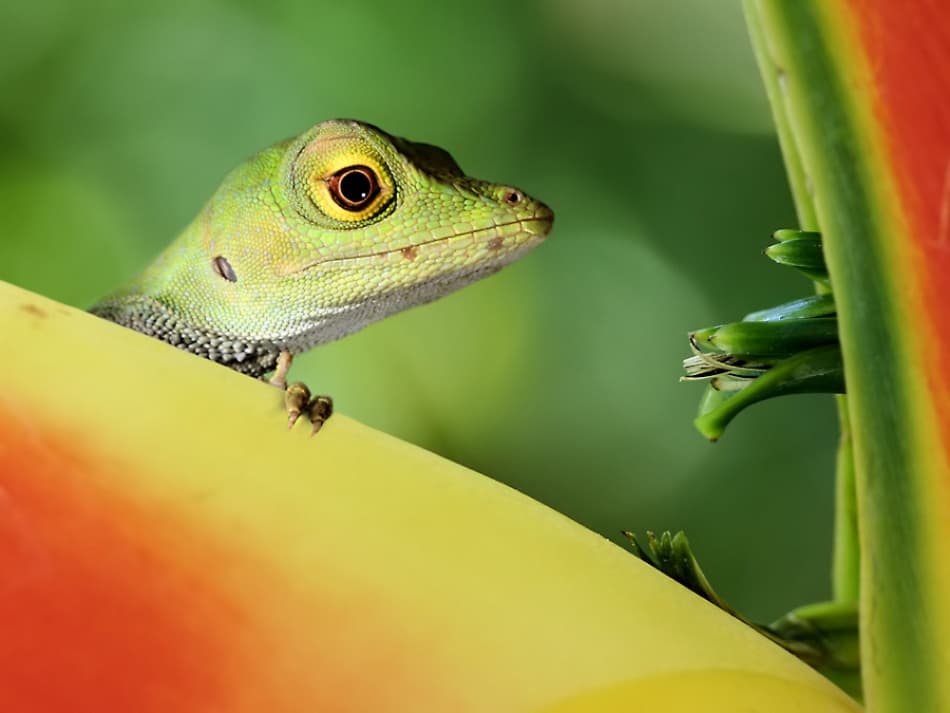 Curious Green Lizard by Jimmy Hoffman — canvas wall art