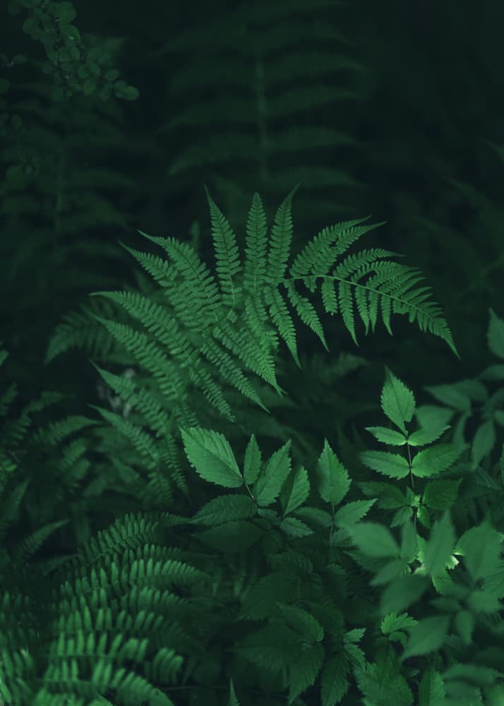 Lush Green Ferns by Lynann Colligan — canvas wall art