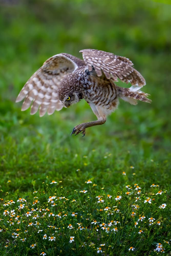 Owl Over Wildflowers by Ti Wang — canvas wall art