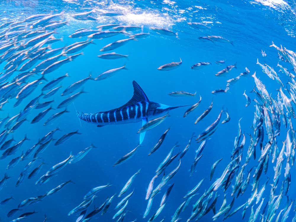 Marlin In Bait Ball by KIMIO KOBAYASHI — canvas wall art