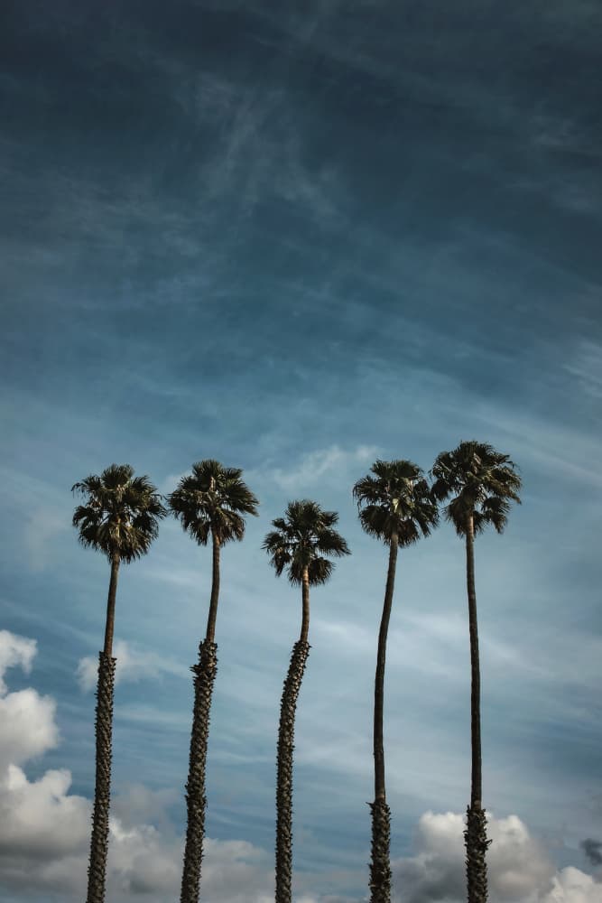 Five Tropical Palms by Tim Mossholder — canvas wall art