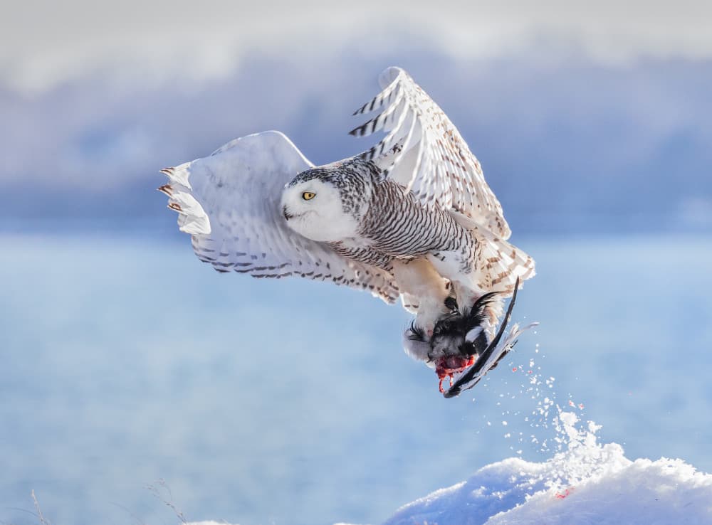 Snowy Owl Winter Hunt by Mei Hu — canvas wall art