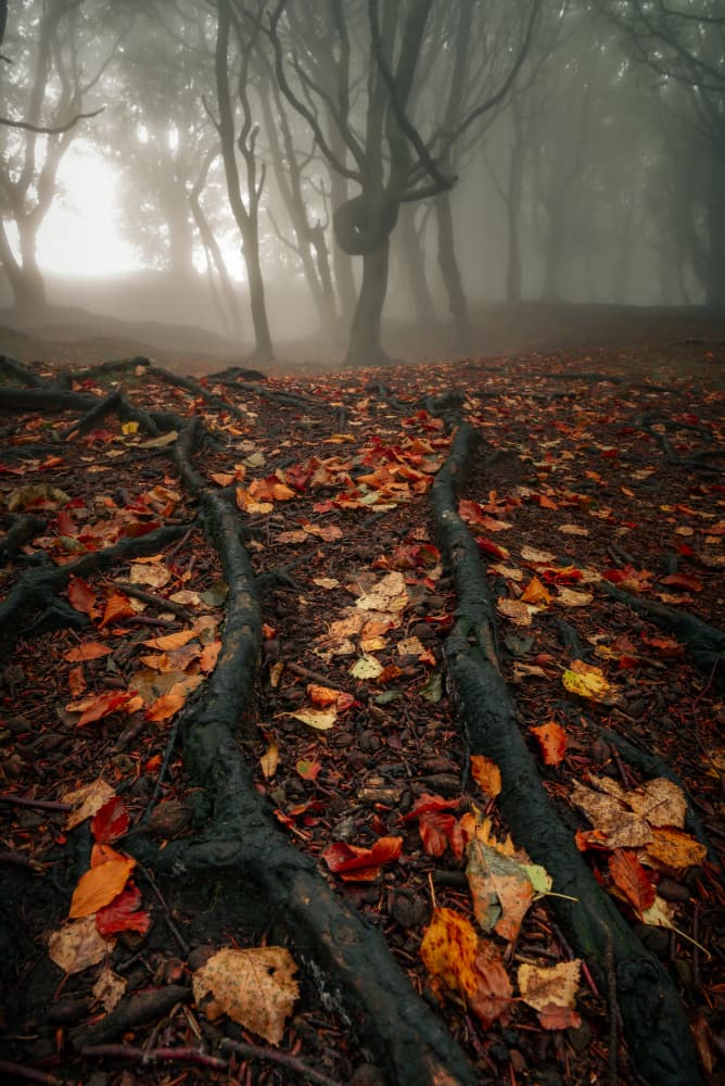 Misty Autumn Forest Roots by Francis Wilson — canvas wall art