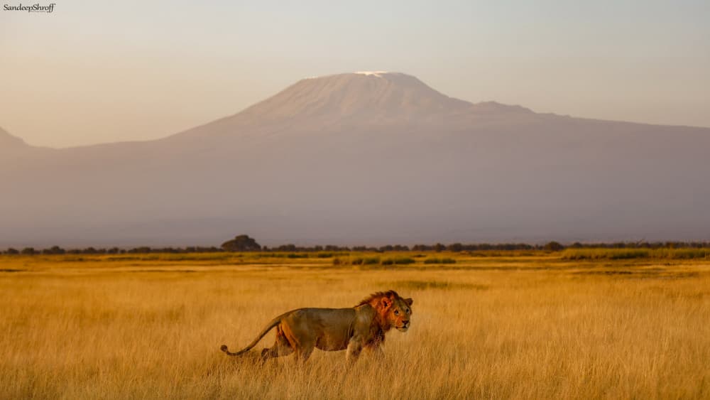 Golden Hour Lion Kilimanjaro by Sandeep Shroff — canvas wall art