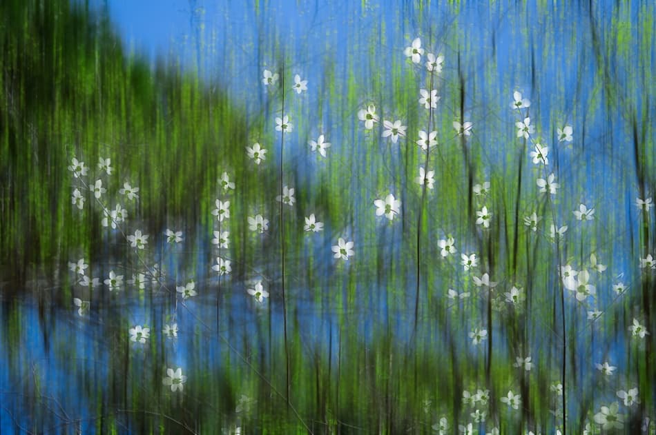 Dreamy White Blooms by Jerry Berry — canvas wall art