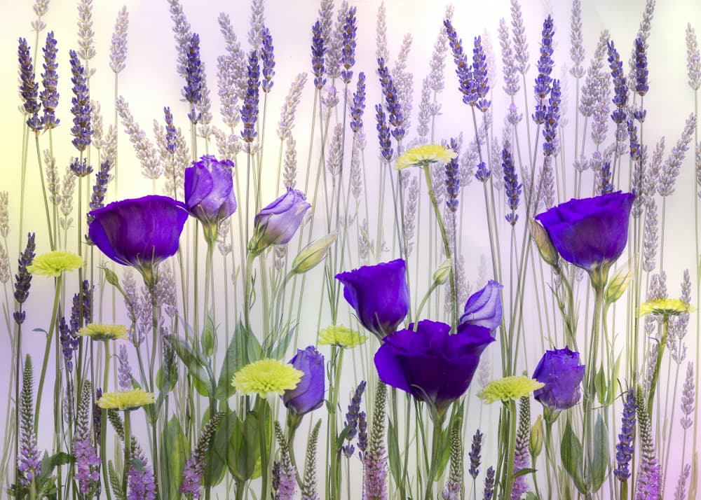 Purple Bloom Serenity by Cheryl Eagers — canvas wall art