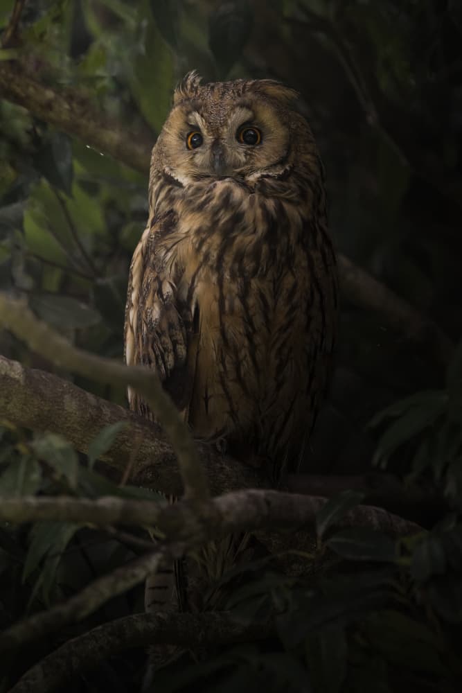 Watchful Forest Owl by まちゅばら/Hiroki Matsubara — canvas wall art