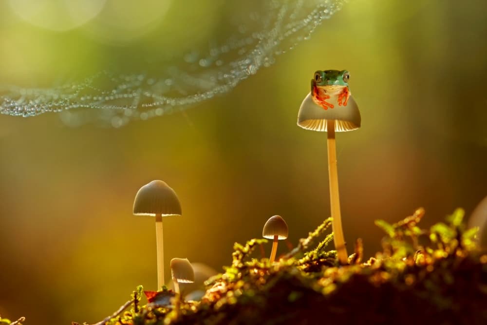 Enchanted Frog on Mushroom by Wil Mijer — canvas wall art