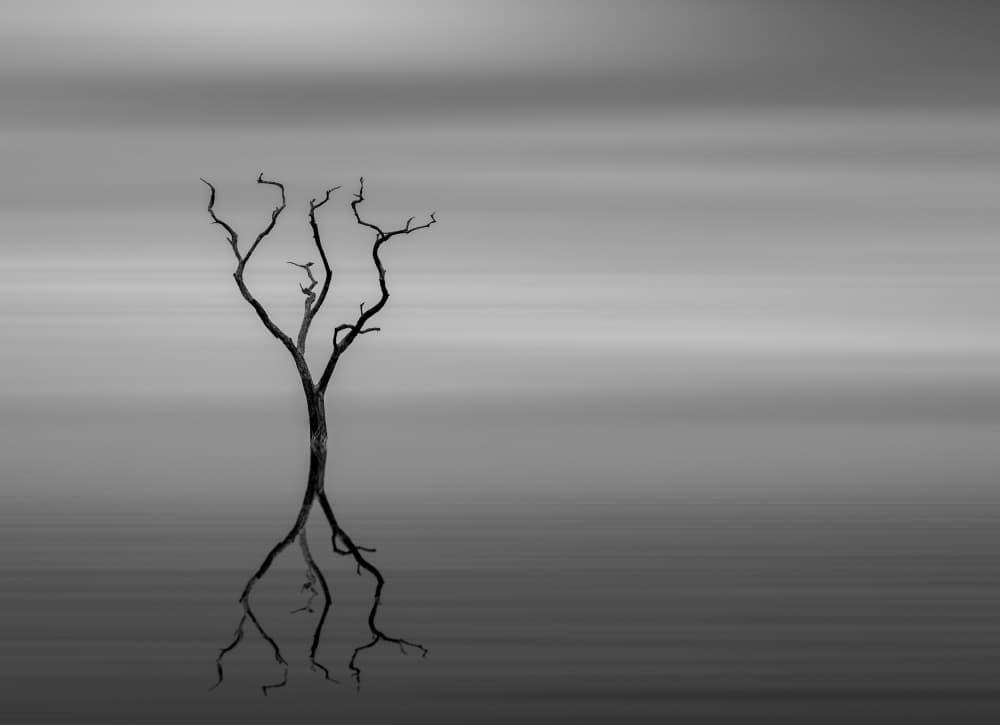 Bare Tree Reflection by Anita Singh — canvas wall art