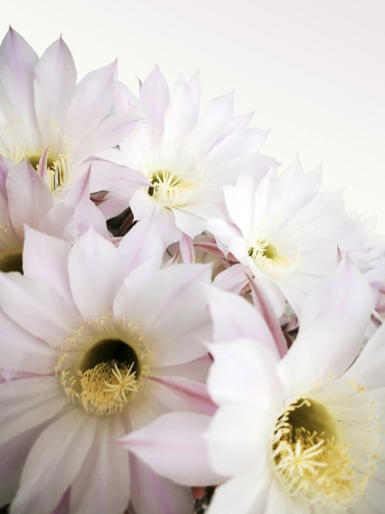 Delicate Cactus Blooms by Angelo Cerantola — canvas wall art