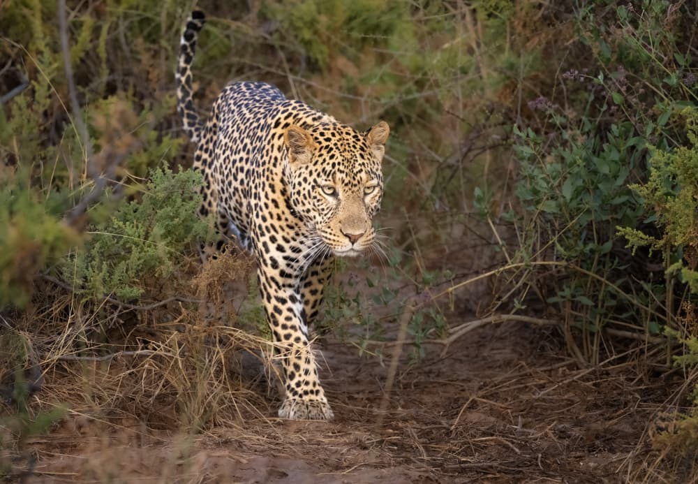 African Leopard Walking by Jeffrey C. Sink — canvas wall art