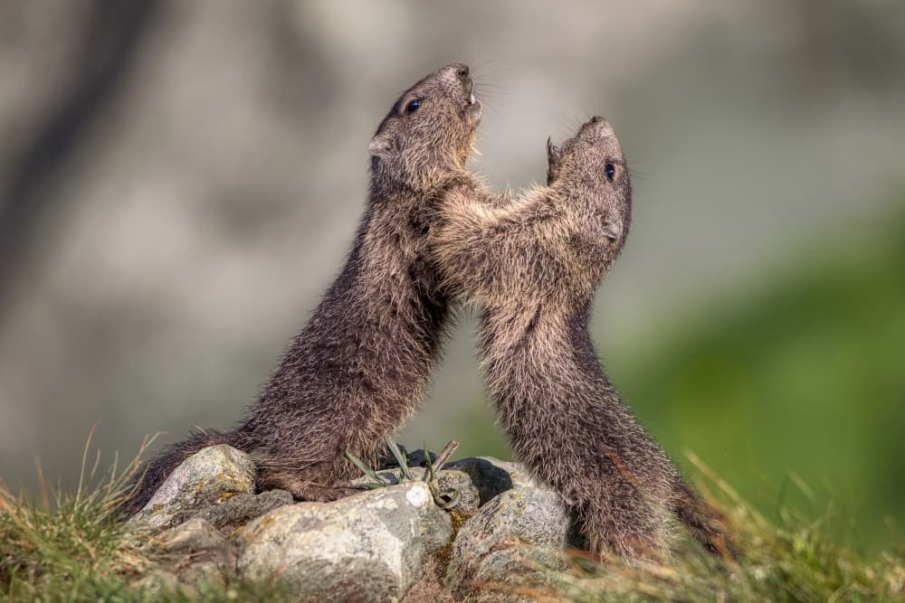 Playful Alpine Marmots by Judith Kuhn — canvas wall art