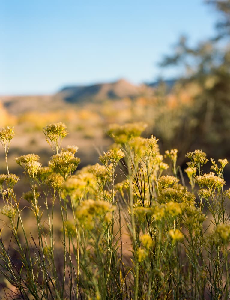 Golden Desert Blooms by Bethany Young — canvas wall art