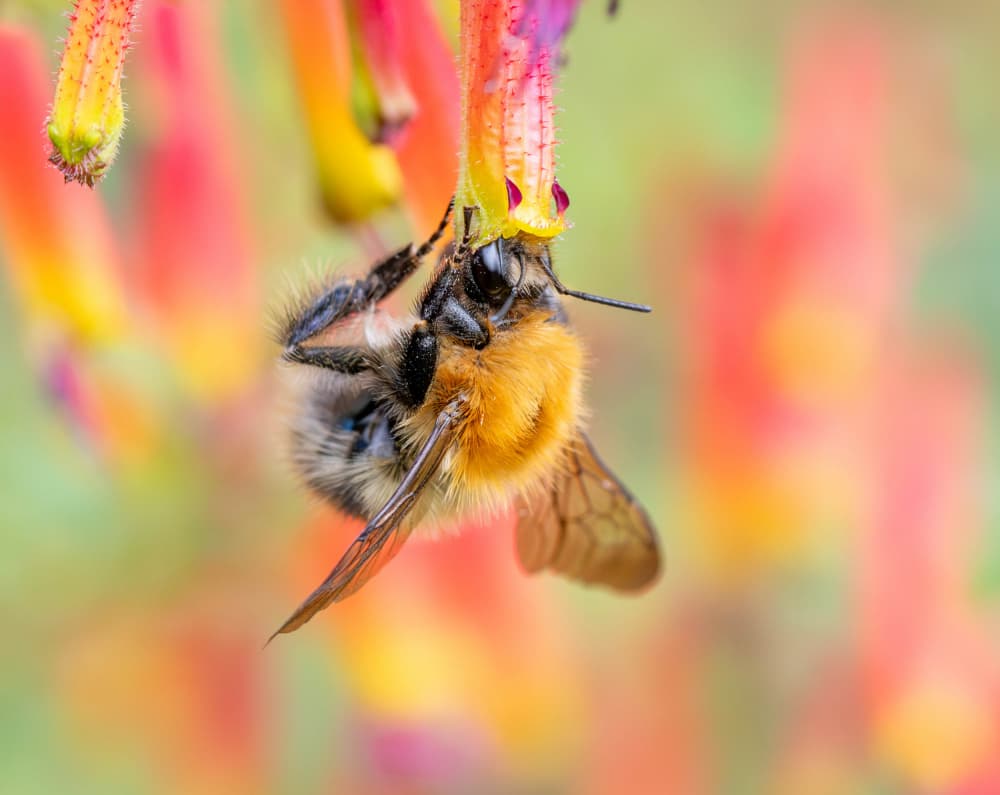 Bumblebee on Colorful Bloom by Danny Mendoza — canvas wall art