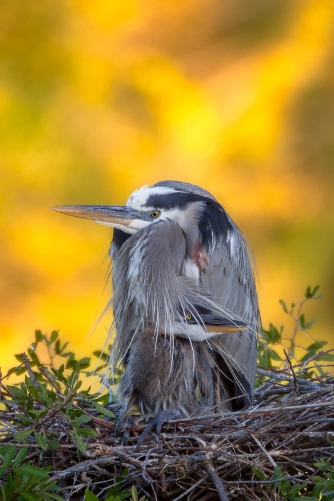 Mother Heron And Chick by Nick Kalathas — canvas wall art