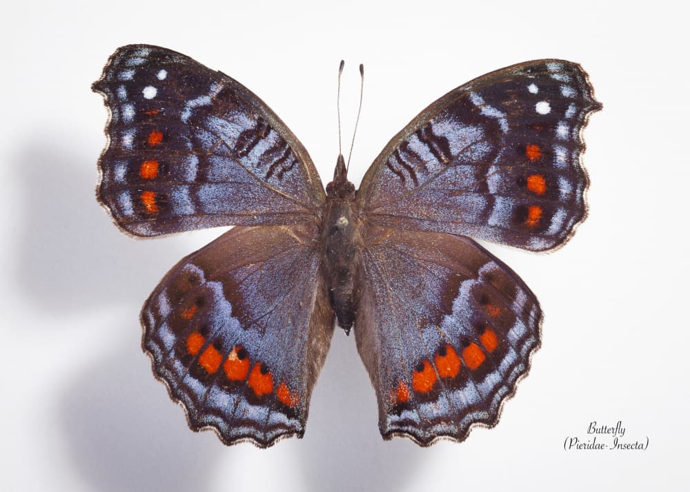 Vibrant Blue Orange Butterfly by Johan Botha "Sabie" — canvas wall art